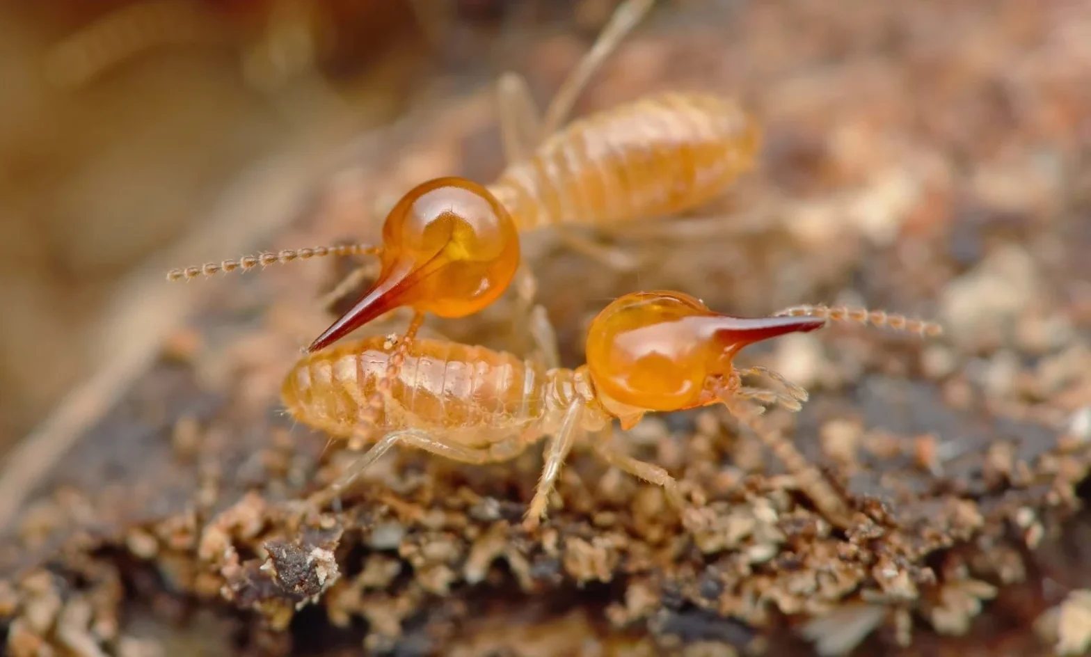 Expectations vs. Reality in Termites