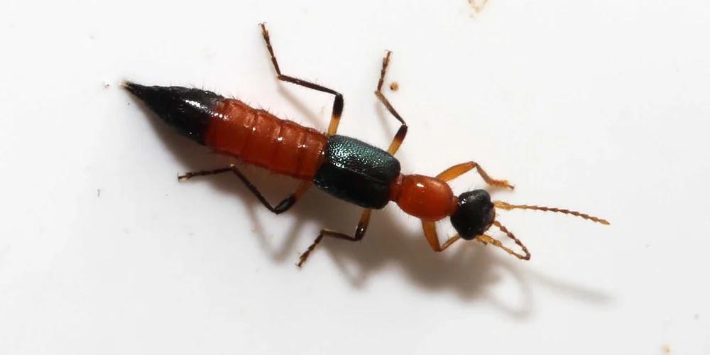The new Anxiety of West Bengal Is Nairobi Fly, also known as Acid Fly!