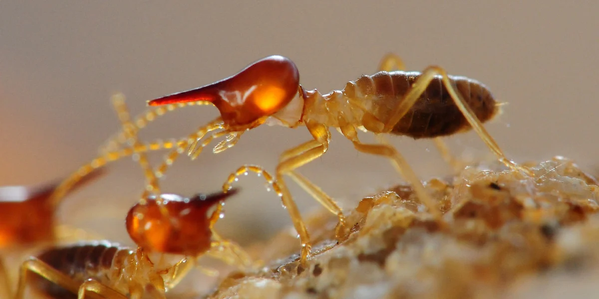 Will termites ever be able to control the globe?