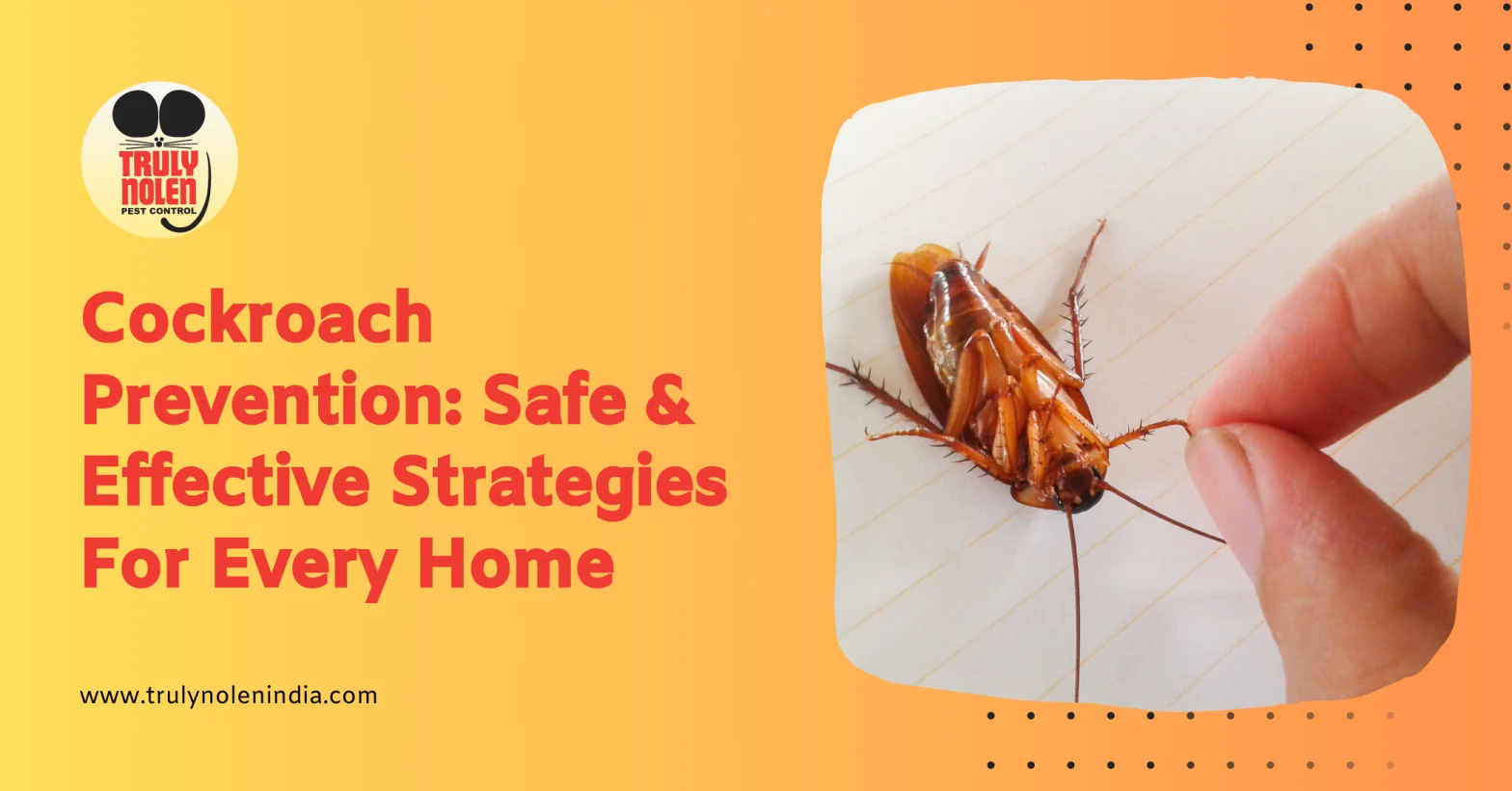 Cockroach Prevention: Safe And Effective Strategies For Every Home