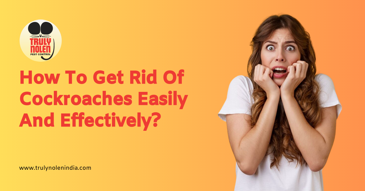 How To Get Rid of Cockroaches Easily And Effectively?