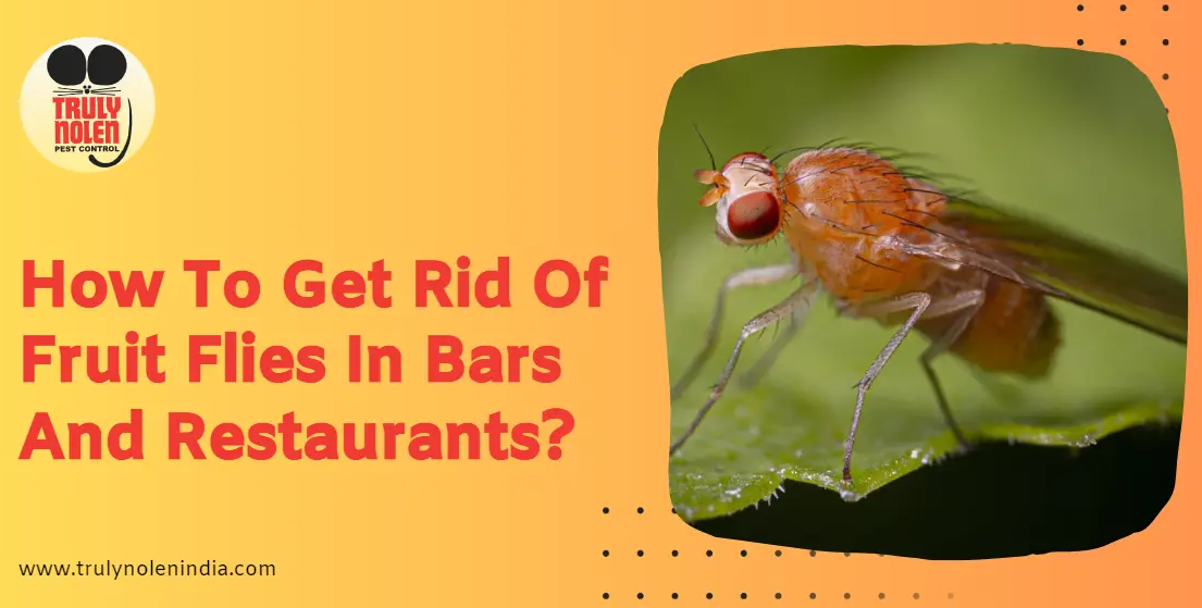 How To Get Rid Of Fruit Flies In Bars And Restaurants